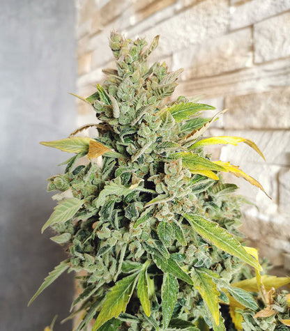 Original Auto Russian Cannabispflanze – Fast Buds, Foto 1