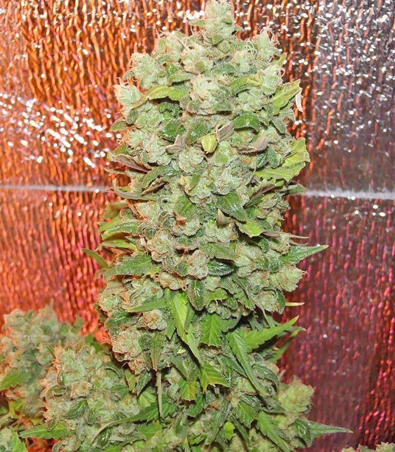 Mexican Airlines Auto Cannabispflanze – Fast Buds, Foto 1