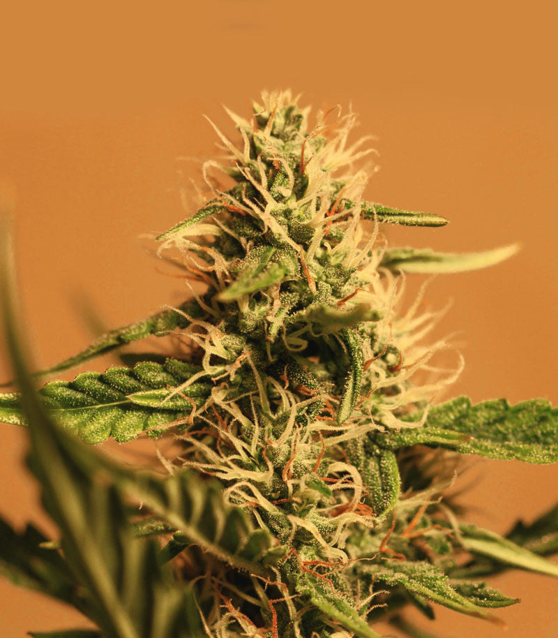 Shiva Skunk Automatic Cannabispflanze – Sensi Seeds, Foto 1