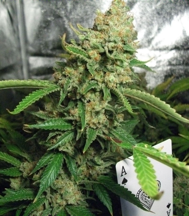 Special Queen #1 Cannabispflanze – Royal Queen Seeds, Foto 1