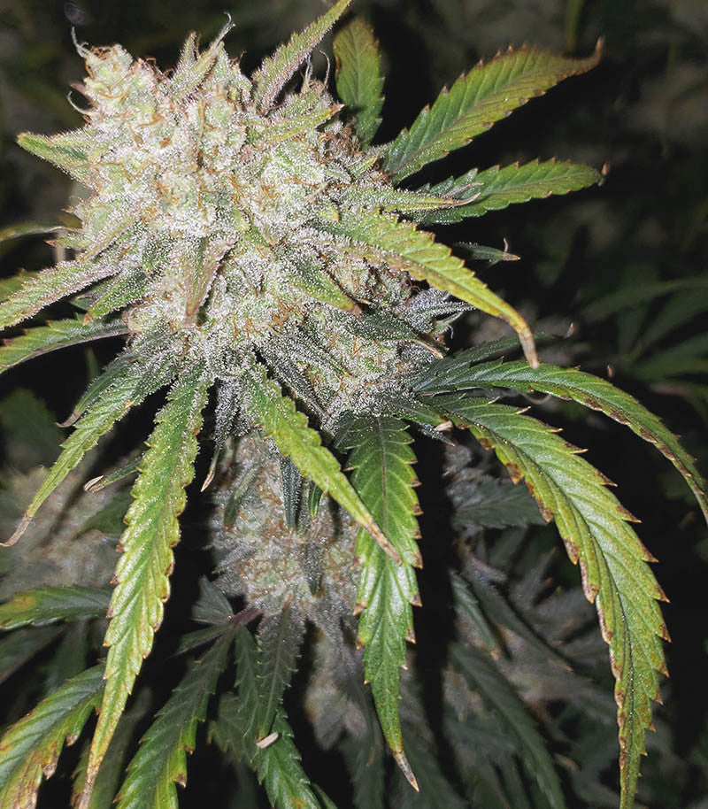 Original Auto AK Cannabispflanze – Fast Buds, Foto 3