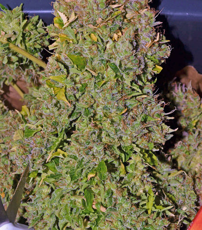 Shiva Skunk Automatic Cannabispflanze – Sensi Seeds, Foto 2