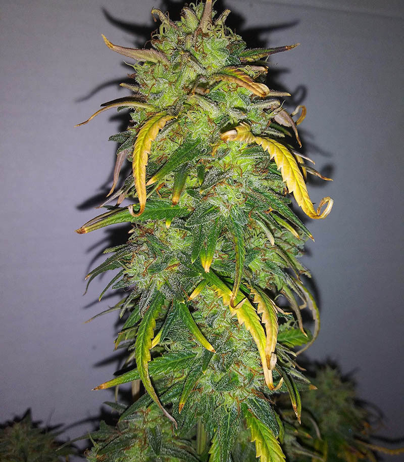 Original Auto AK Cannabispflanze – Fast Buds, Foto 1