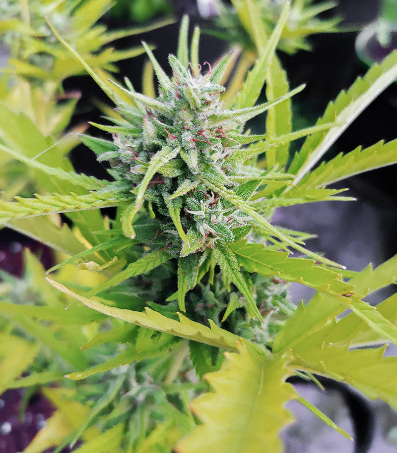 Mexican Airlines Auto Cannabispflanze – Fast Buds, Foto 3