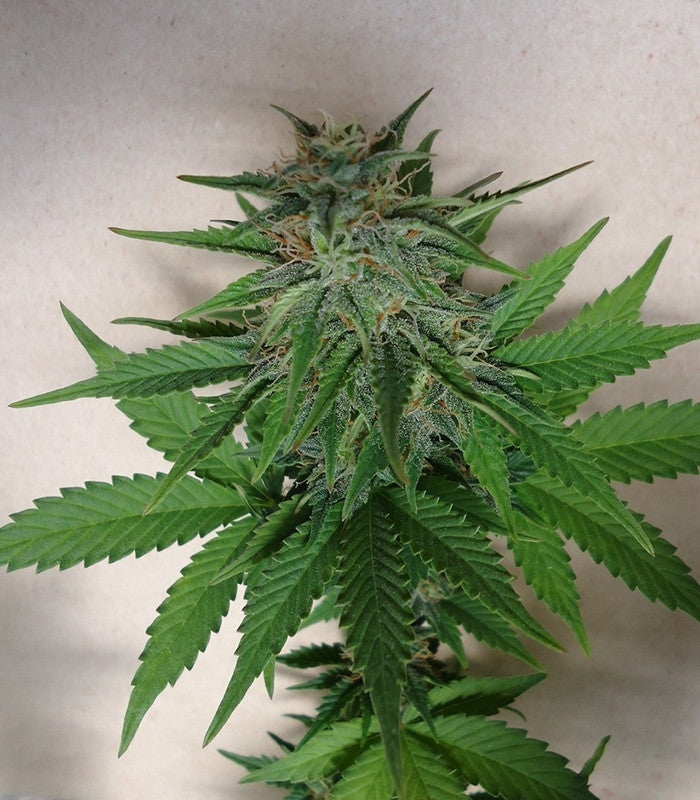 Mexican Airlines Auto Cannabispflanze – Fast Buds, Foto 2