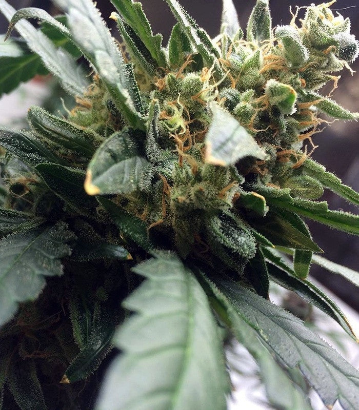 Mexican Airlines Auto Cannabispflanze – Fast Buds, Foto 4
