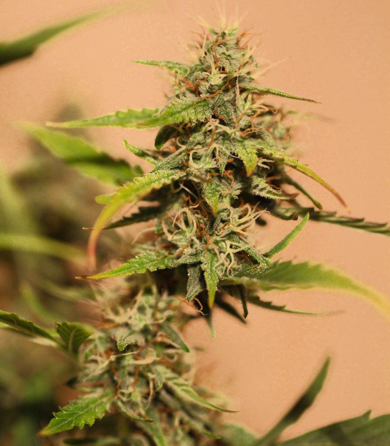 Shiva Skunk Automatic Cannabispflanze – Sensi Seeds, Foto 4