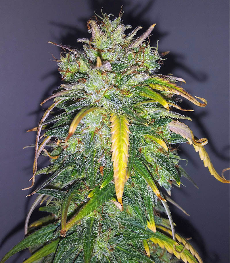 Original Auto AK Cannabispflanze – Fast Buds, Foto 4