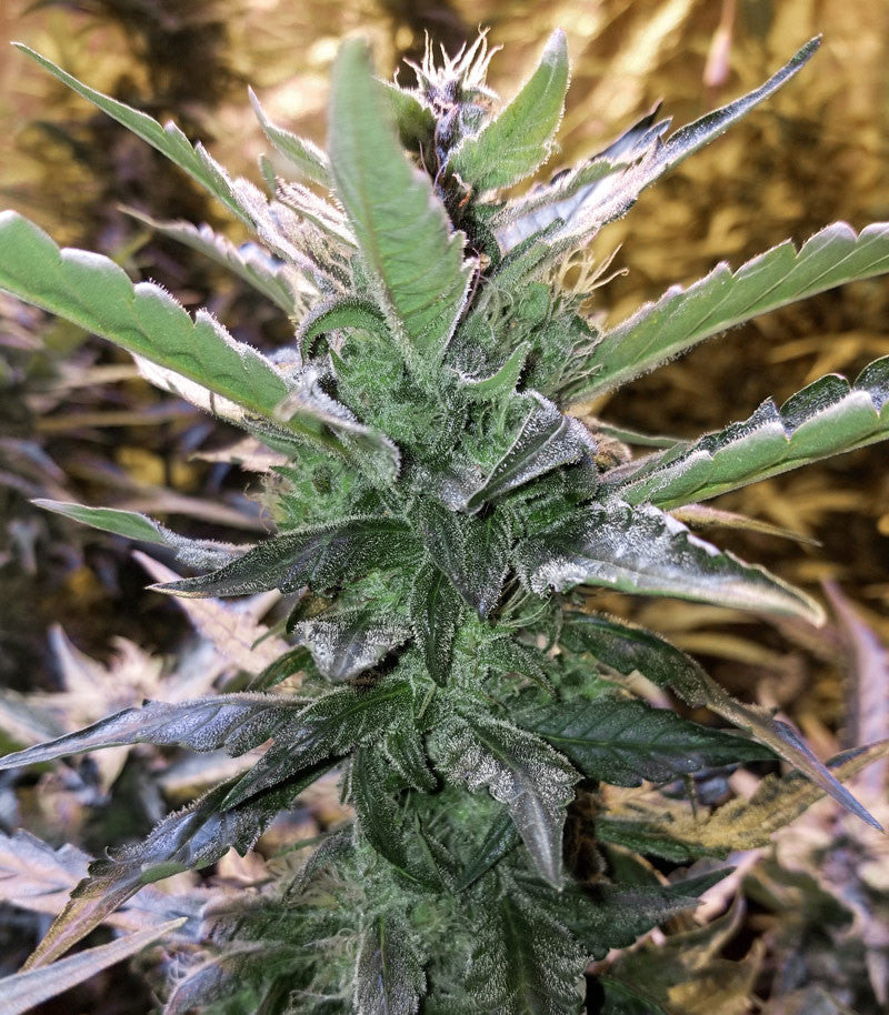 Mexican Airlines Auto Cannabispflanze – Fast Buds, Foto 7