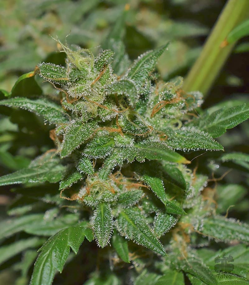 Mexican Airlines Auto Cannabispflanze – Fast Buds, Foto 6