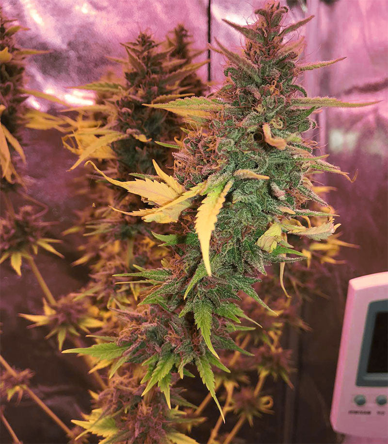 Ayahuasca Purple Cannabispflanze – Barney's Farm, Foto 2