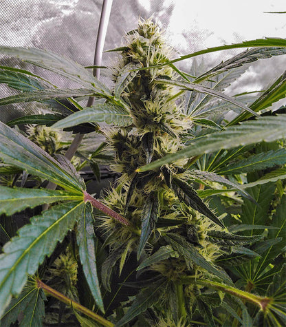 Afghan Hash Plant regular Cannabispflanze – Barney's Farm, Foto 2