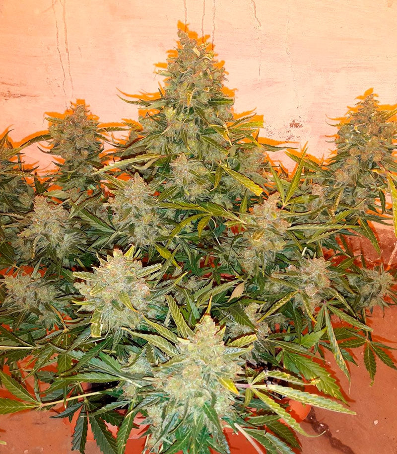 Auto American Pie Cannabispflanze – Pyramid Seeds, Foto 3