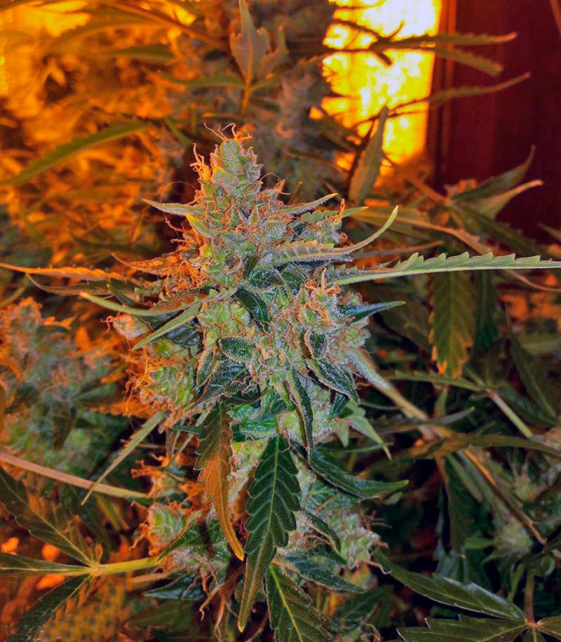 Auto American Pie Cannabispflanze – Pyramid Seeds, Foto 2