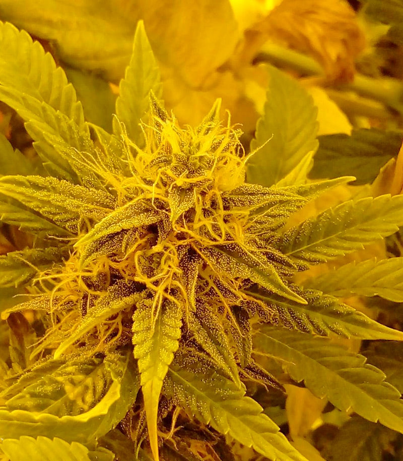 Auto New York City Cannabispflanze – Pyramid Seeds, Foto 1