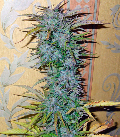 Auto White Widow Cannabispflanze – Dutch Passion, Foto 2