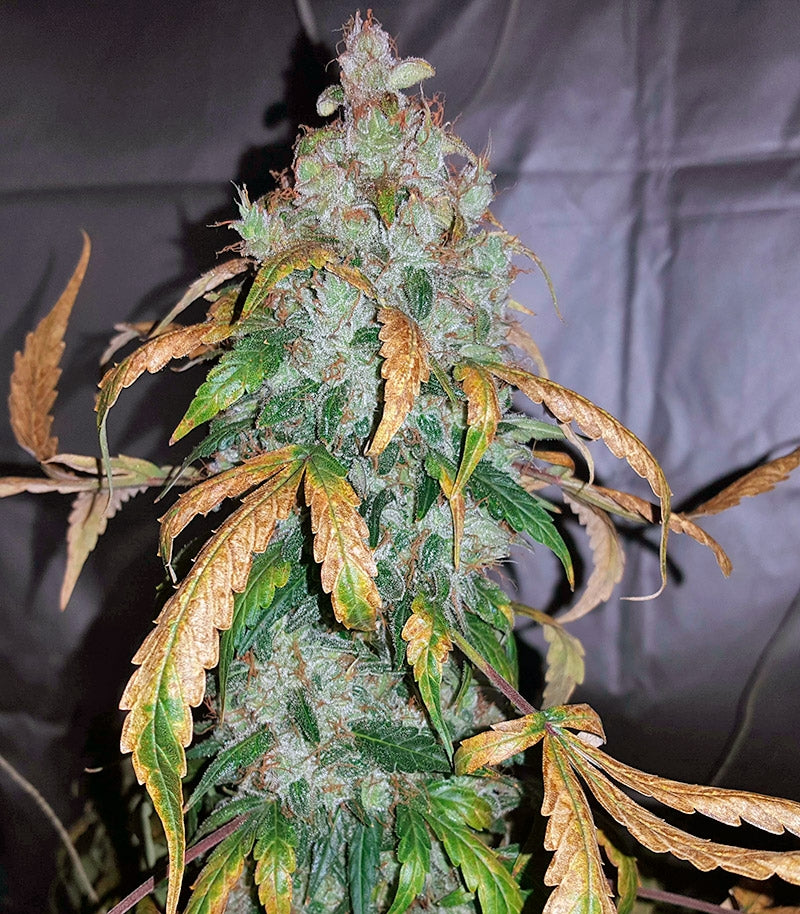 Auto White Widow Cannabispflanze – Pyramid Seeds, Foto 2