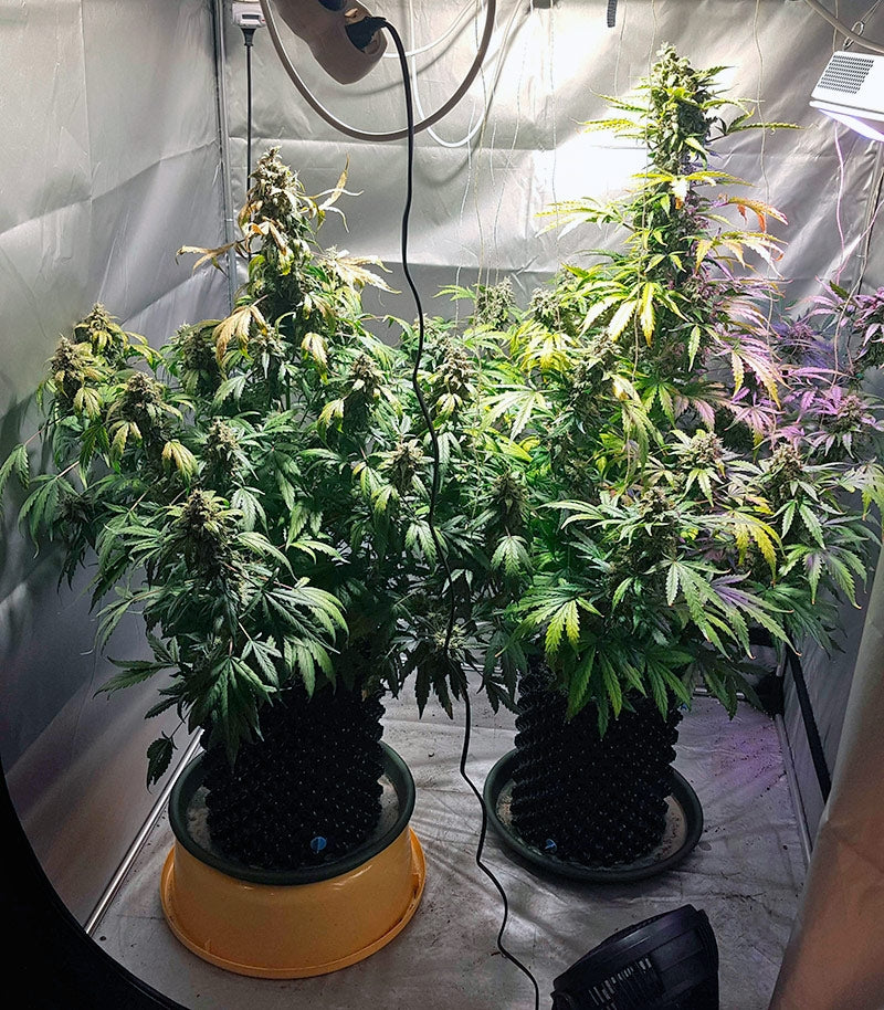 Auto White Widow Cannabispflanze – Pyramid Seeds, Foto 1