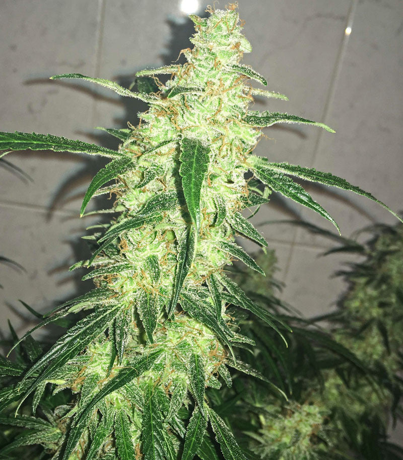 Blackberry Gum Autoflower Cannabispflanze – Seedstockers, Foto 4