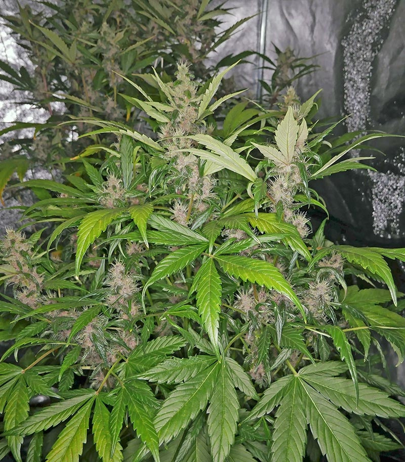 Blackberry Auto Cannabispflanze – Fast Buds, Foto 2
