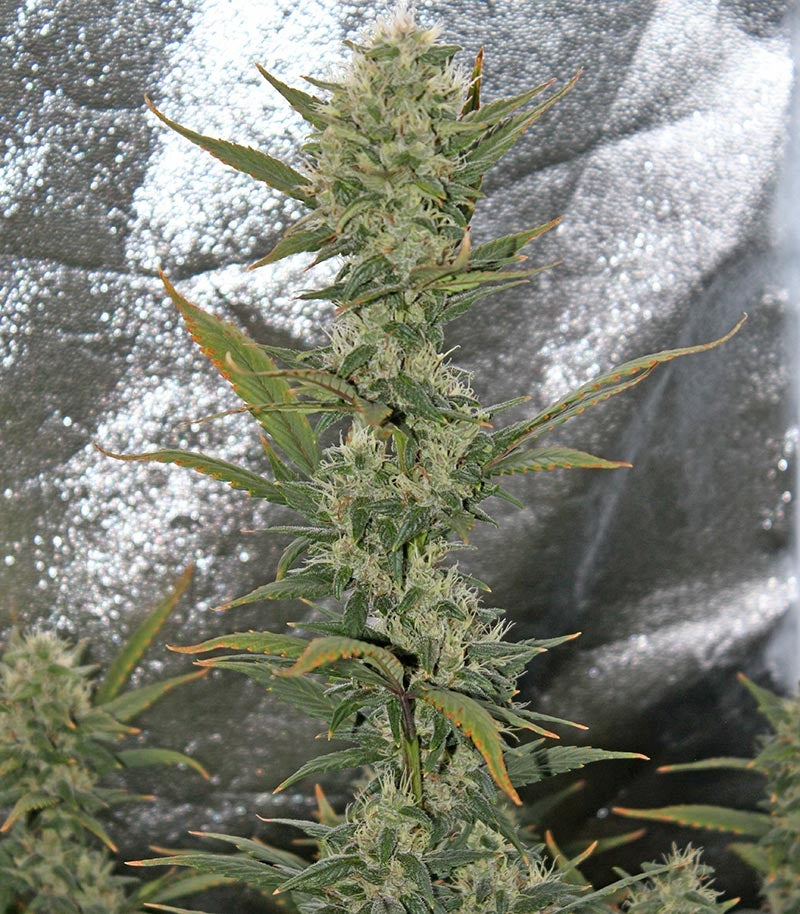 Blackberry Auto Cannabispflanze – Fast Buds, Foto 3