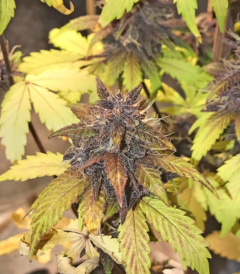 Blackberry Auto Cannabispflanze – Fast Buds, Foto 4