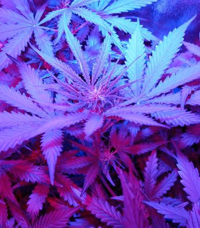 Critical Jack Herer Auto Cannabispflanze – Delicious Seeds, Foto 2