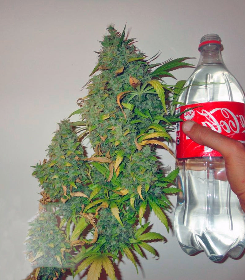 Californian Orange Cannabispflanze – Dutch Passion, Foto 1