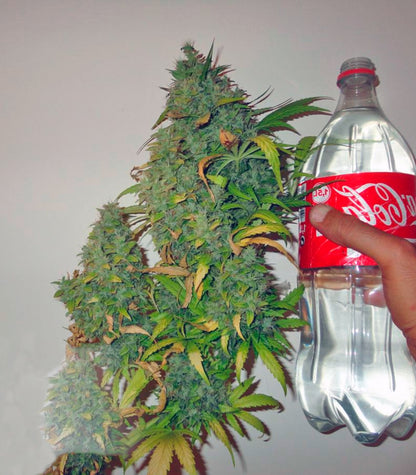 Californian Orange Cannabispflanze – Dutch Passion, Foto 1