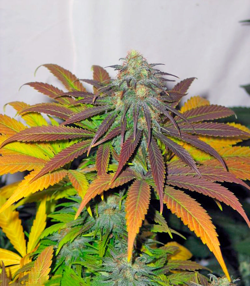 Californian Orange Cannabispflanze – Dutch Passion, Foto 2