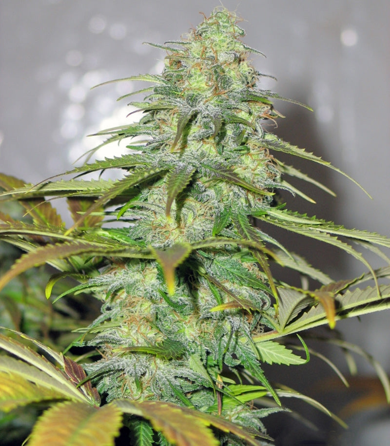 Californian Orange Cannabispflanze – Dutch Passion, Foto 3