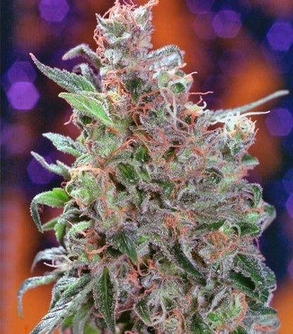 Californian Orange Cannabispflanze – Dutch Passion, Foto 4