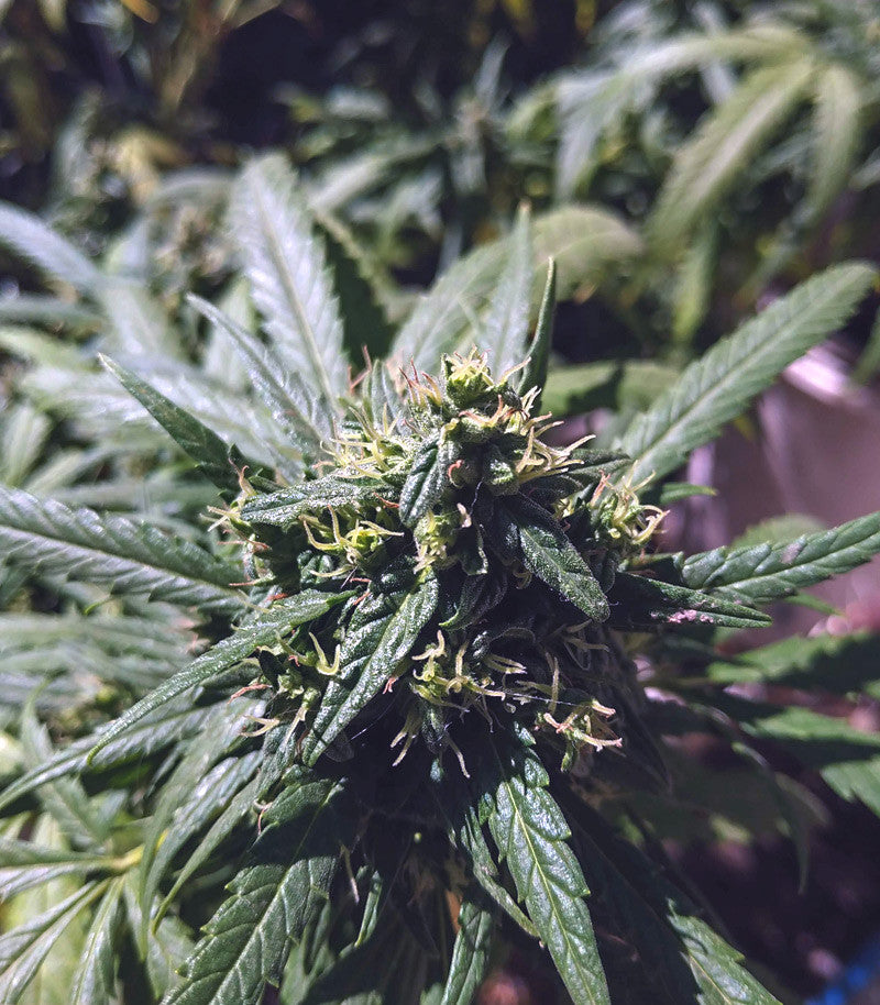 Californian Orange Cannabispflanze – Dutch Passion, Foto 5