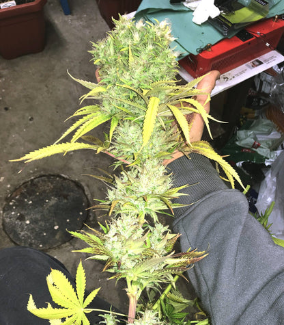 Californian Orange Cannabispflanze – Dutch Passion, Foto 6