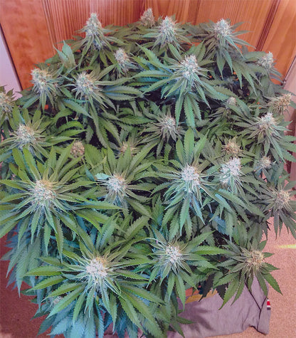 Critical Super Silver Haze Cannabispflanze – Delicious Seeds, Foto 4