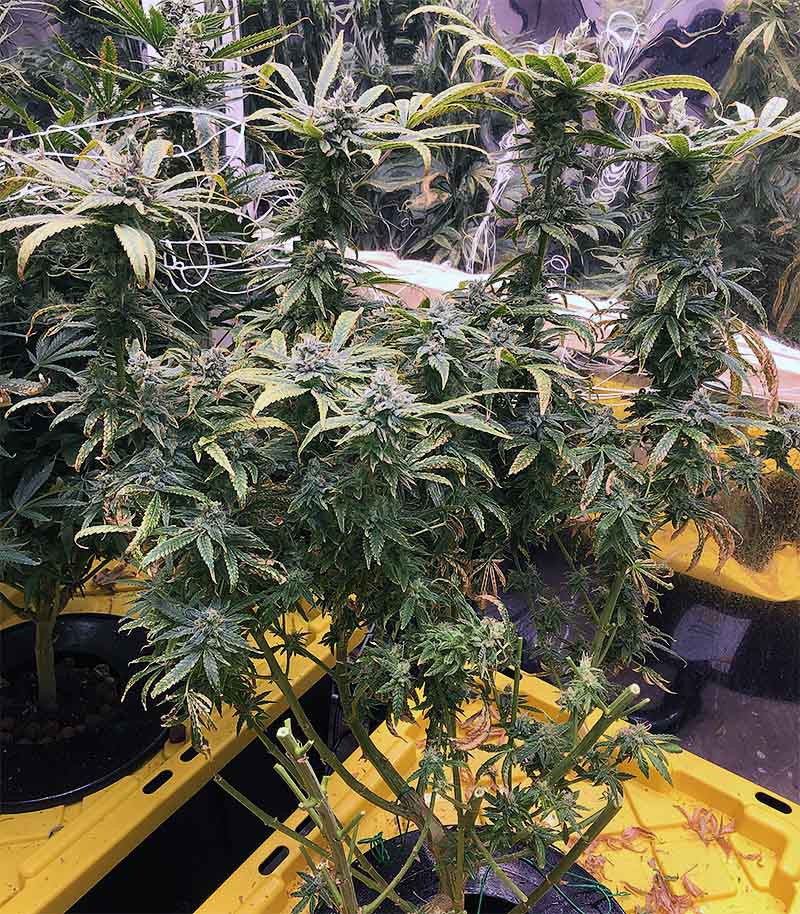 Eleven Roses Cannabispflanze – Delicious Seeds, Foto 4