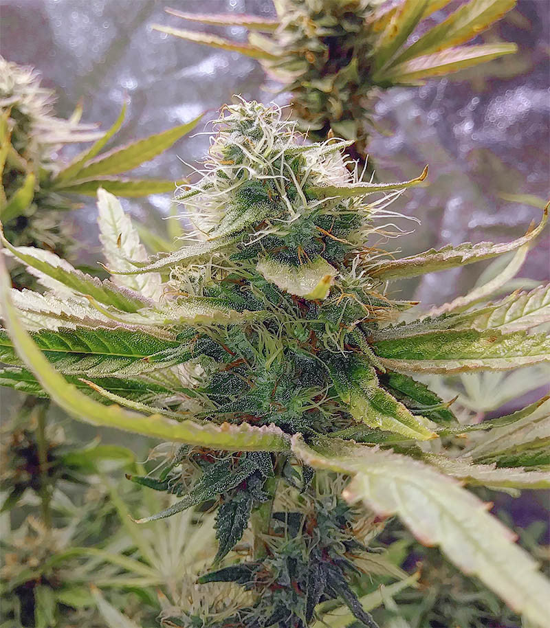 Eleven Roses Cannabispflanze – Delicious Seeds, Foto 6