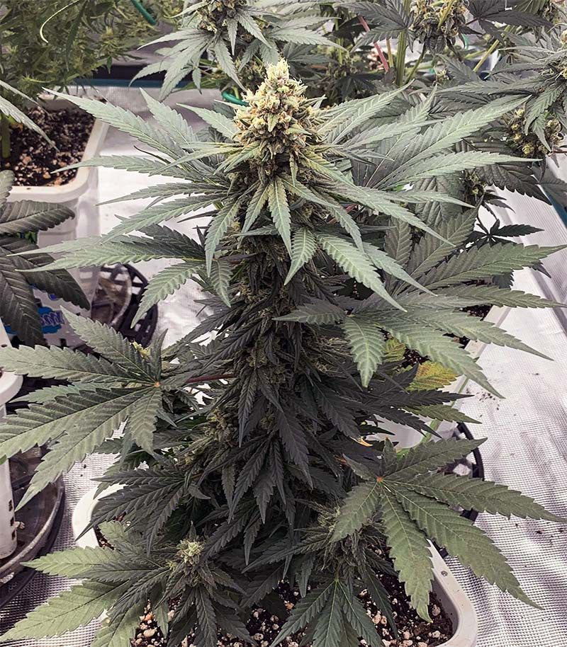 Eleven Roses Cannabispflanze – Delicious Seeds, Foto 5