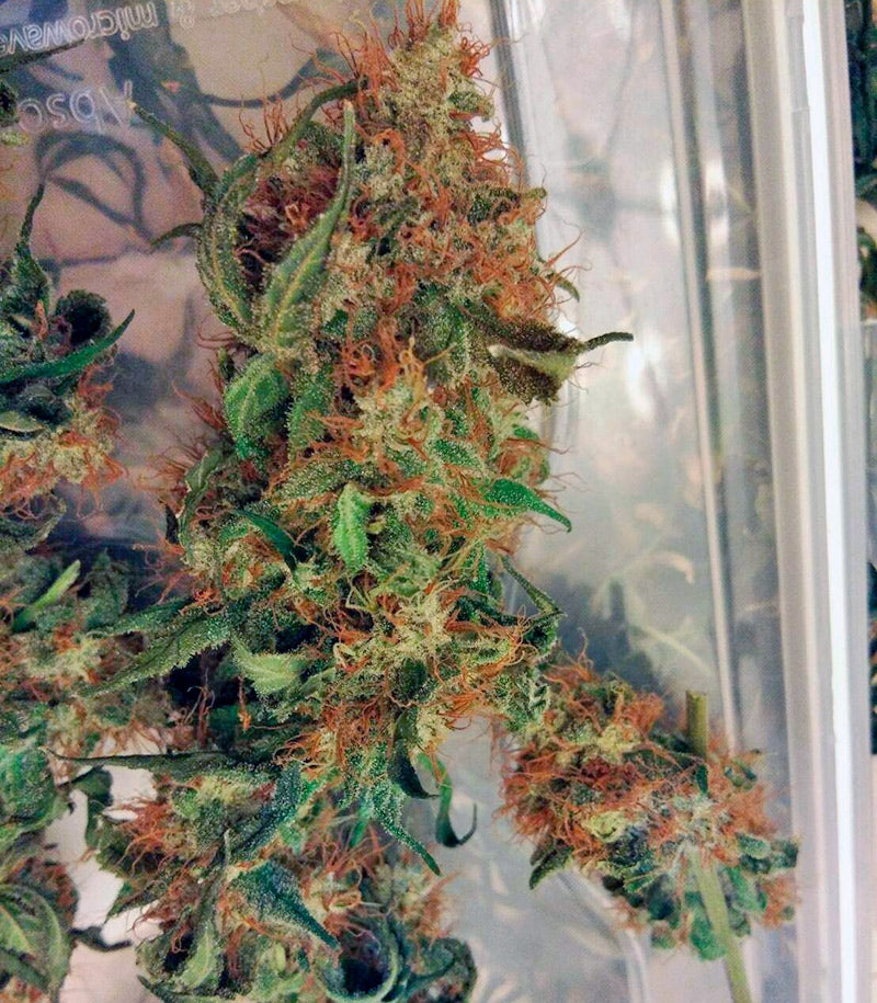 Euforia Cannabispflanze – Dutch Passion, Foto 1