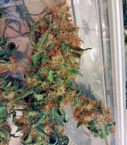Euforia Cannabispflanze – Dutch Passion, Foto 1