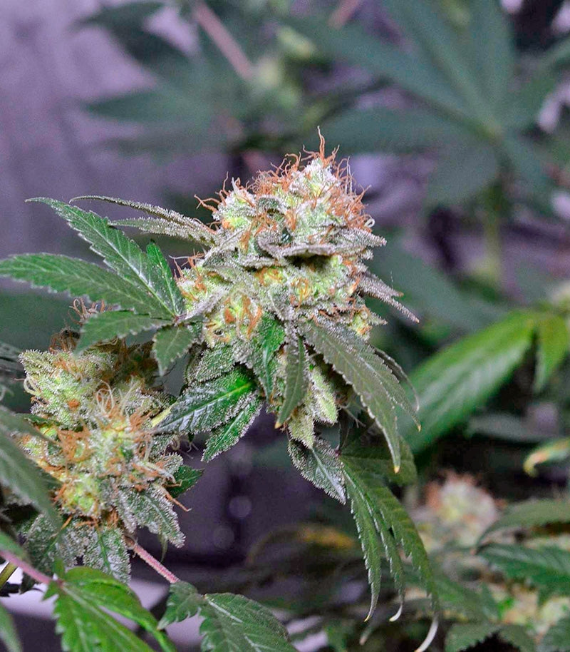Euforia Cannabispflanze – Dutch Passion, Foto 2