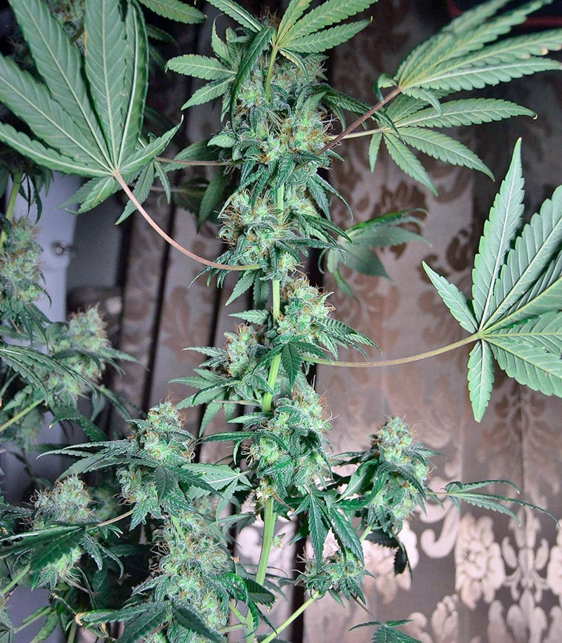 Euforia Cannabispflanze – Dutch Passion, Foto 3