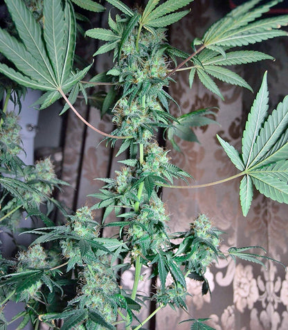Euforia Cannabispflanze – Dutch Passion, Foto 3