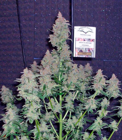 Euforia Cannabispflanze – Dutch Passion, Foto 4