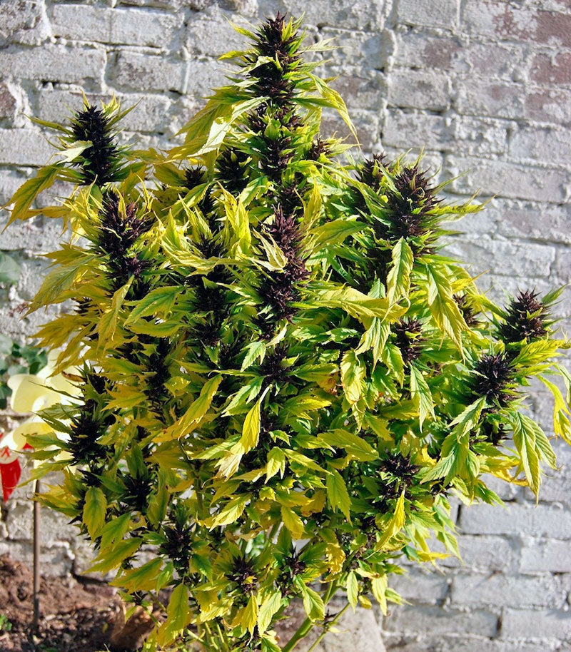 Frisian Duck Cannabispflanze – Dutch Passion, Foto 1