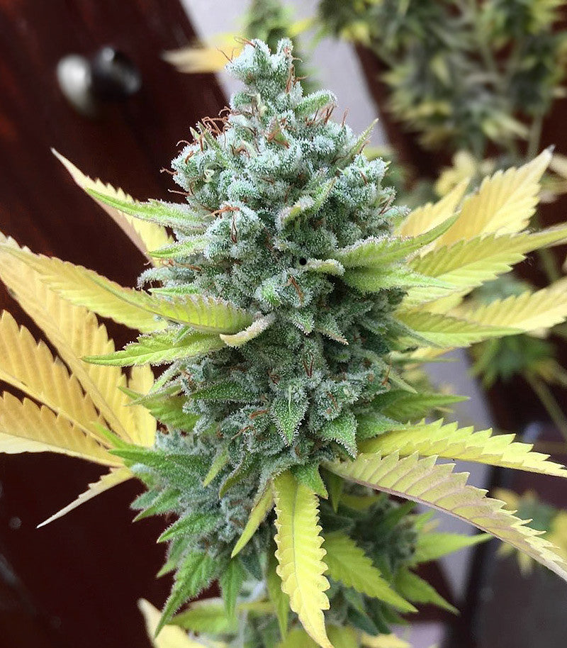 GG#4 Original Glue Cannabispflanze – Blimburn Seeds, Foto 1