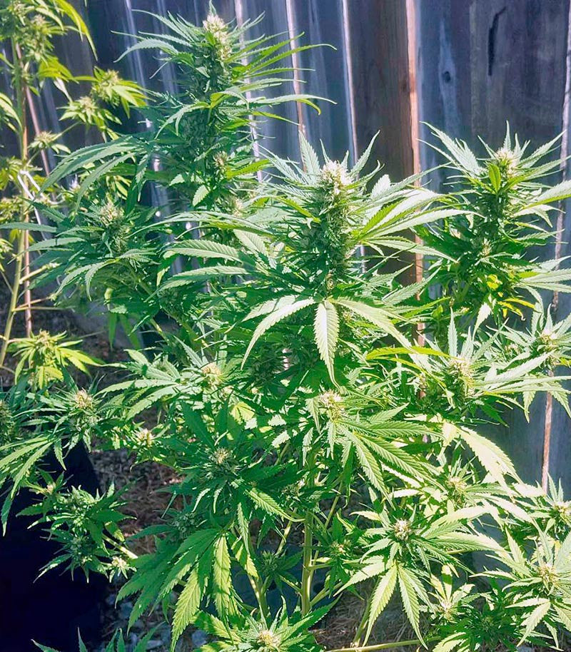 Green Crack Cannabispflanze – Humboldt Seeds Organization, Foto 2