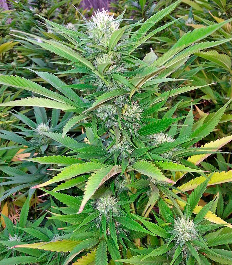 Green Crack Cannabispflanze – Humboldt Seeds Organization, Foto 1
