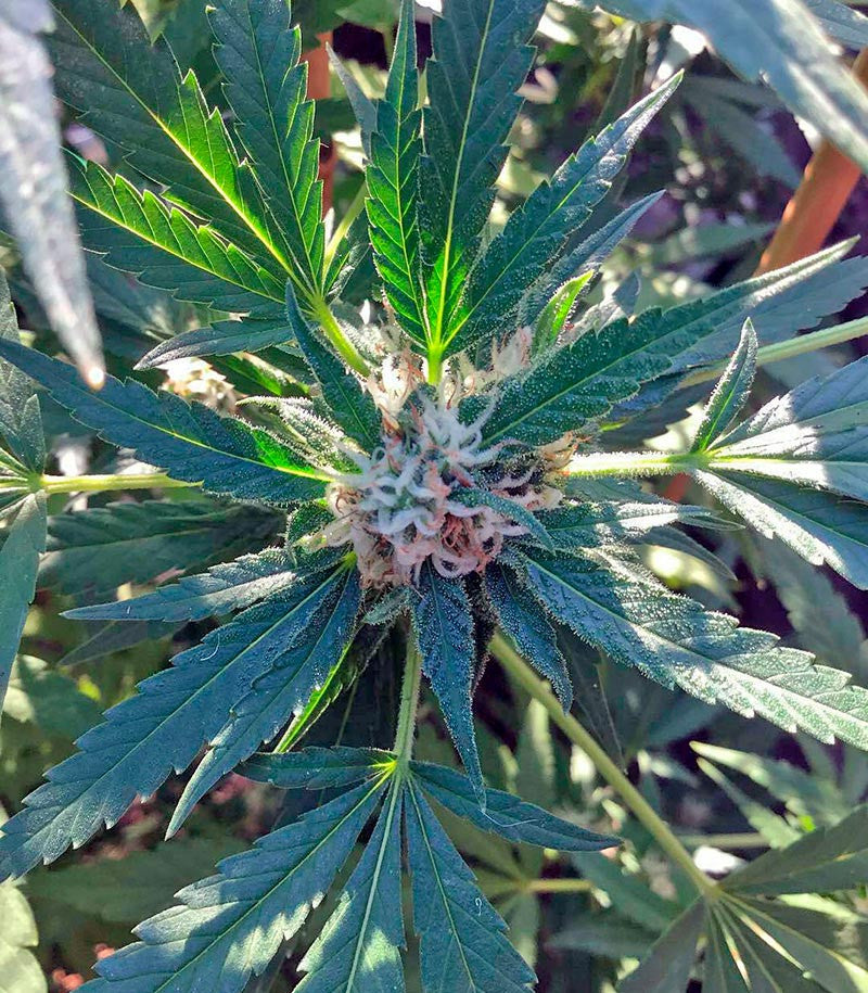 Green Crack Cannabispflanze – Humboldt Seeds Organization, Foto 3