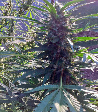 Green Crack Cannabispflanze – Humboldt Seeds Organization, Foto 4